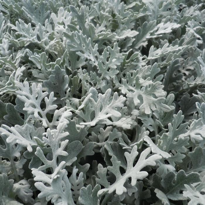 'Silver Dust' Dusty Miller - Senecio cineraria from Robinson Florists