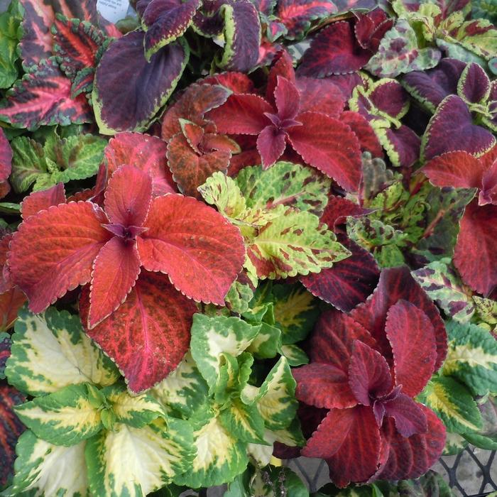 coleus | Wizard® 'Mix' | Robinson Florists