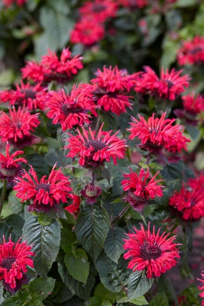 'Jacob Cline' Beebalm - Monarda from Robinson Florists