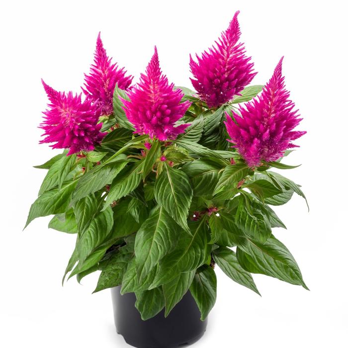 Kelos® Fire Pink - Celosia spicata (Cockscomb) from Robinson Florists