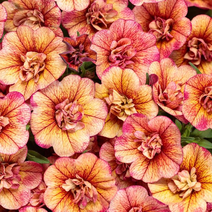 Superbells&reg; 'Double Vintage Coral&trade;' - Calibrachoa from Robinson Florists