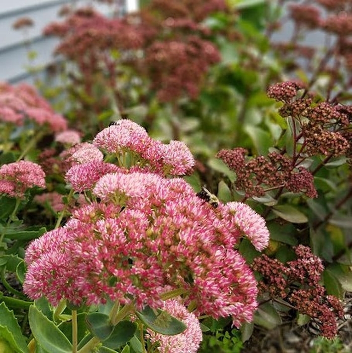 'Abbeydore' Autumn Stonecrop - Sedum from Robinson Florists