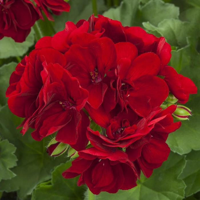 Calliope® Medium Burgundy - Pelargonium (Interspecific Geranium) from Robinson Florists