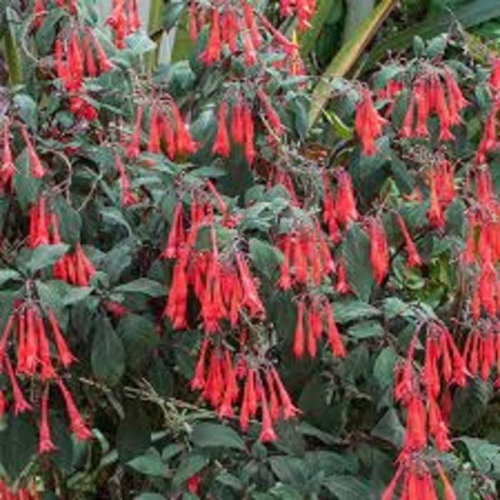 'Gartenmeister Bonstedt' - Fuchsia from Robinson Florists