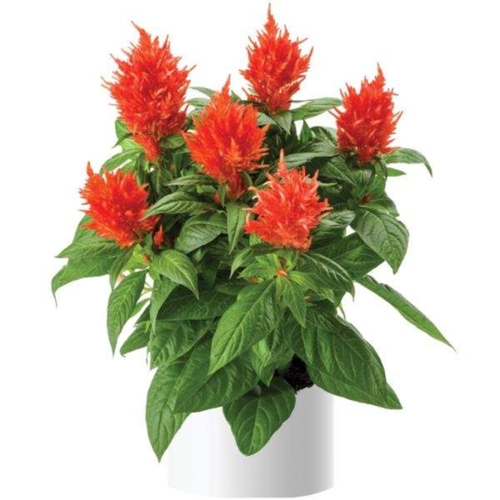 Kelos® 'Fire Orange' - Celosia spicata (Cockscomb) from Robinson Florists