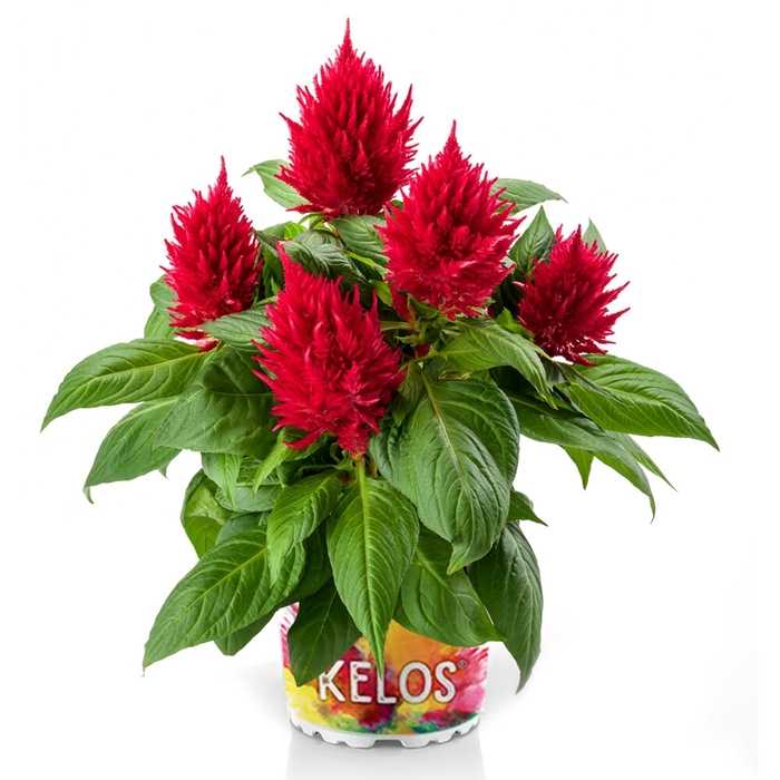 Kelos® Fire Scarlet - Celosia spicata (Cockscomb) from Robinson Florists