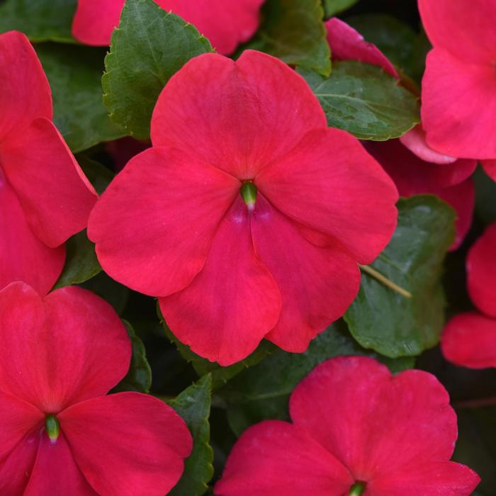 Beacon&reg; Lipstick - Impatiens walleriana from Robinson Florists