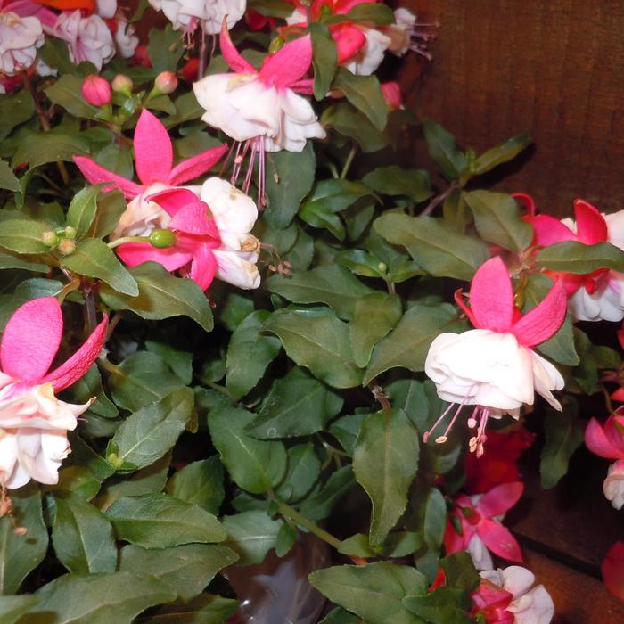 'Ballerina Arbesque' - Fuchsia from Robinson Florists