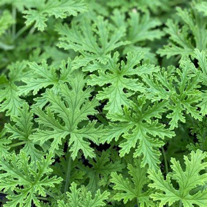 Citronella Geranium - Pelargonium citrosum from Robinson Florists