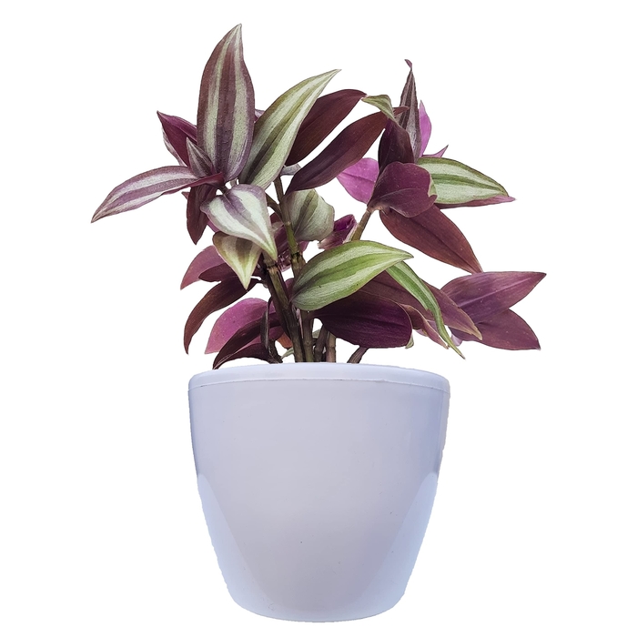 'Purpusii' Wandering Jew - Tradescantia zebrina from Robinson Florists