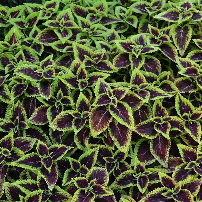 'Mainstreet Alligator Alley' - Coleus from Robinson Florists