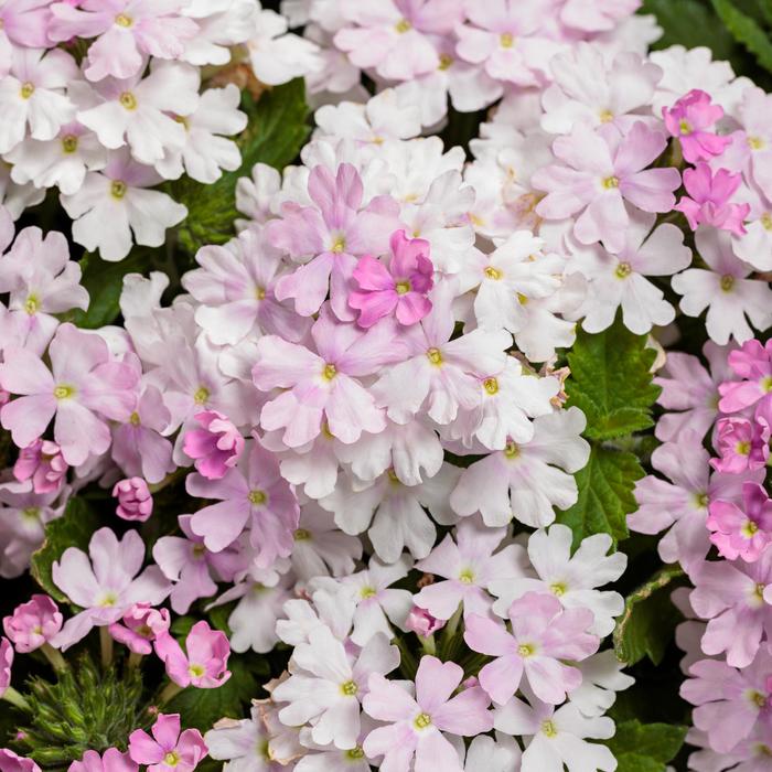 Superbena® Pink Cashmere™ - Verbena from Robinson Florists