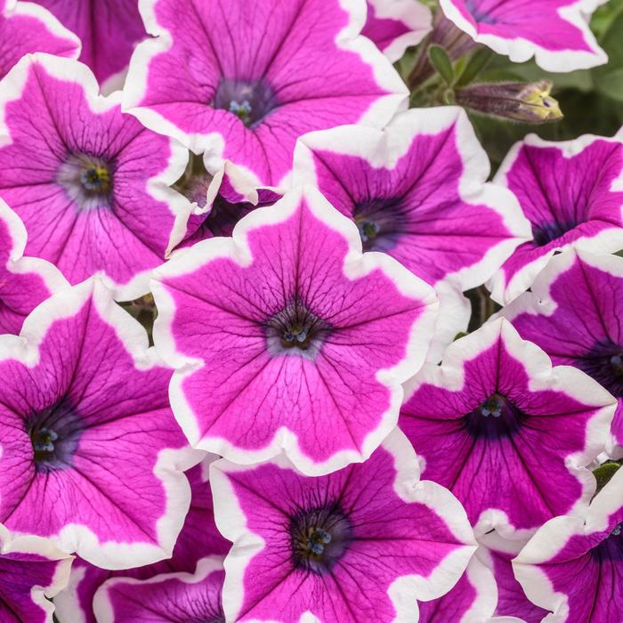 Supertunia® Hoopla™ Vivid Orchid - Petunia from Robinson Florists