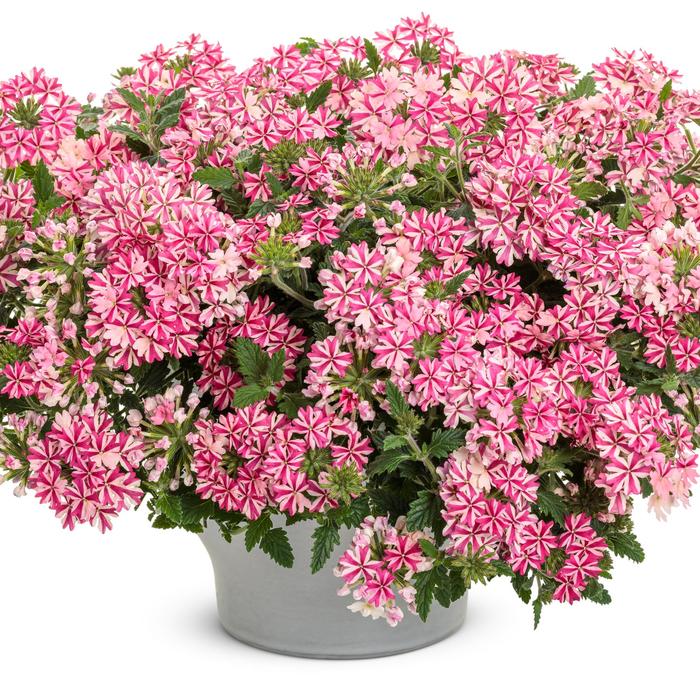 Superbena ® Cherryburst - Verbena from Robinson Florists