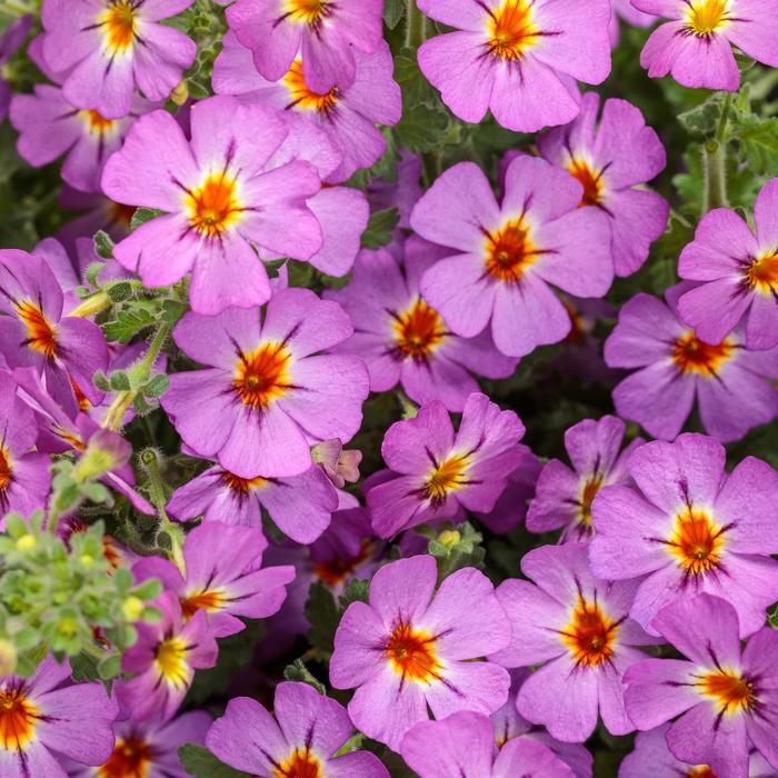 Safari™ 'Dusk' - Jamesbrittenia (South African Phlox) from Robinson Florists