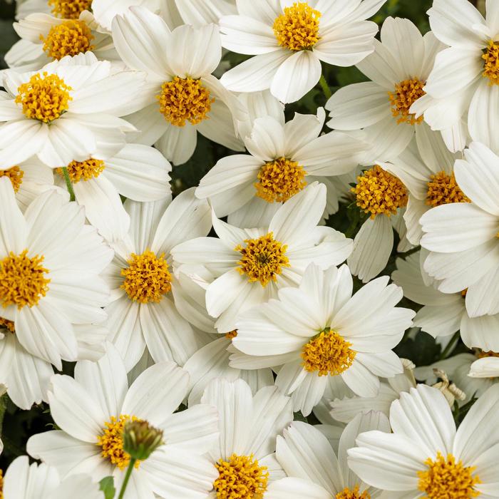 Campfire® Marshmallow™ - Bidens from Robinson Florists