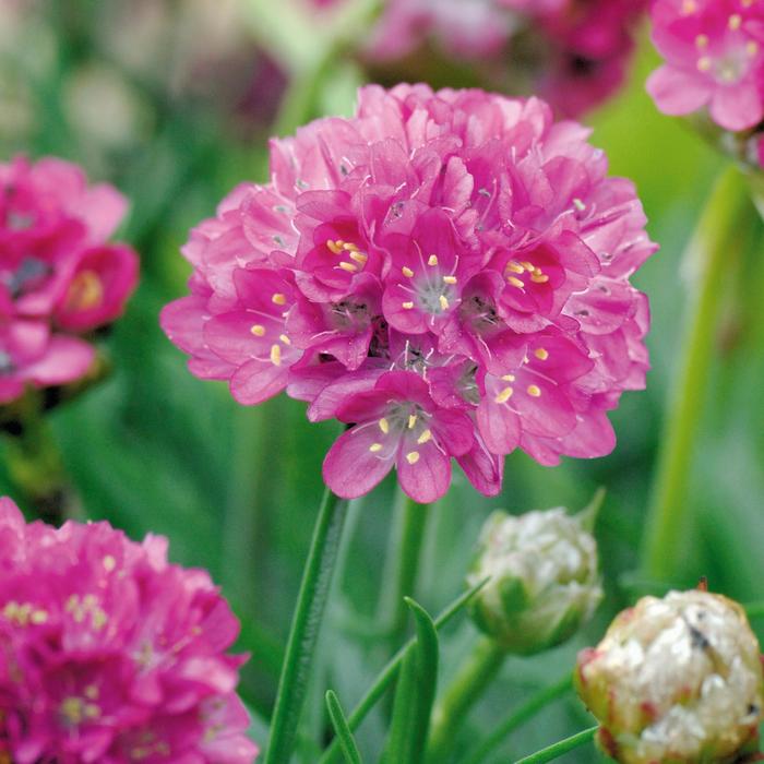 'Morning Star Deep Rose' - Armeria maritima (Sea Thrift) from Robinson Florists