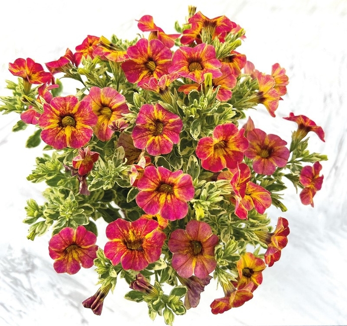 'Calico' Million Bells - Calibrachoa from Robinson Florists