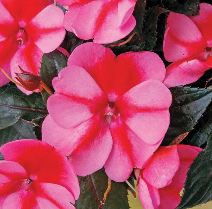 SunPatiens® Compact Red Candy® - Impatiens from Robinson Florists