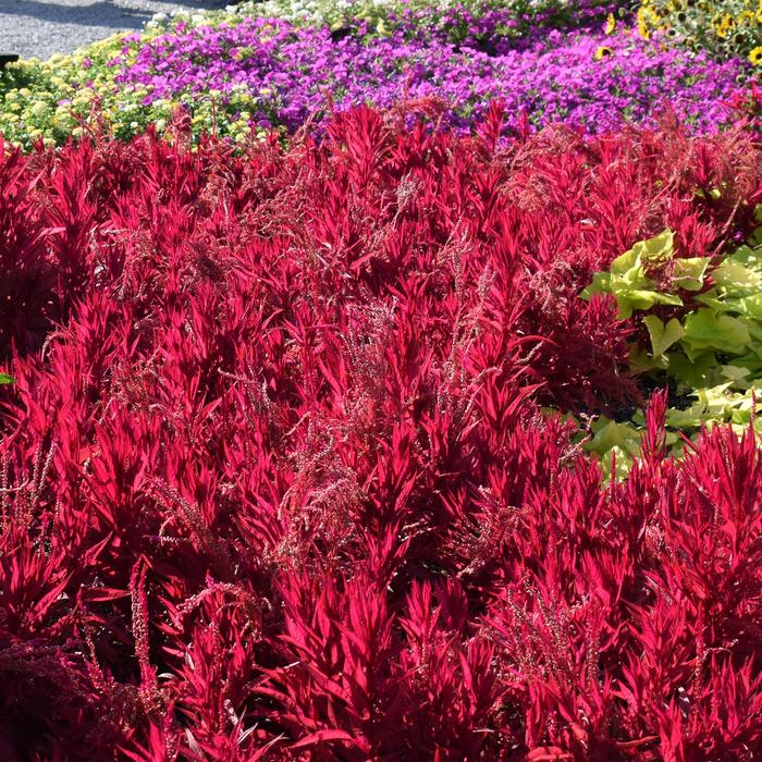 'Dragon's Breath' Cockscomb - Celosia argentea pulmosa from Robinson Florists