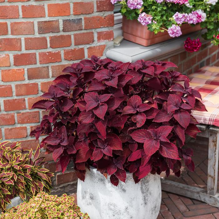 Main Street 'Beale Street' - coleus from Robinson Florists