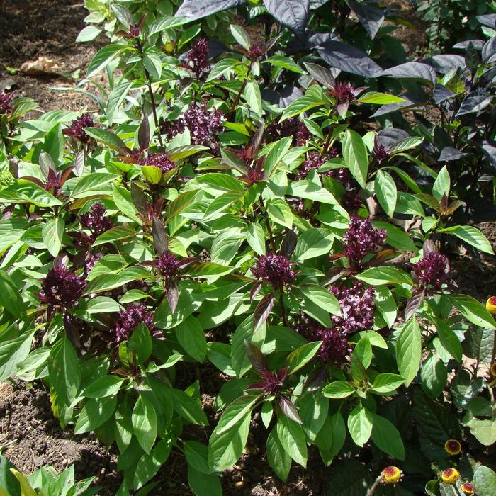 ''Siam Queen'' Thai Basil - Ocimum basilicum var. thyrsiflora from Robinson Florists