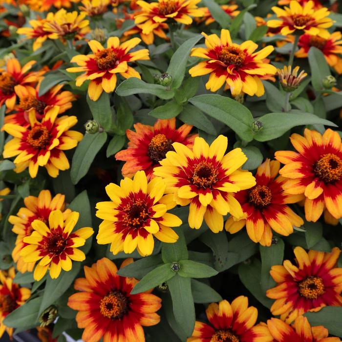 Profusion Red Yellow Bicolor - Zinnia from Robinson Florists