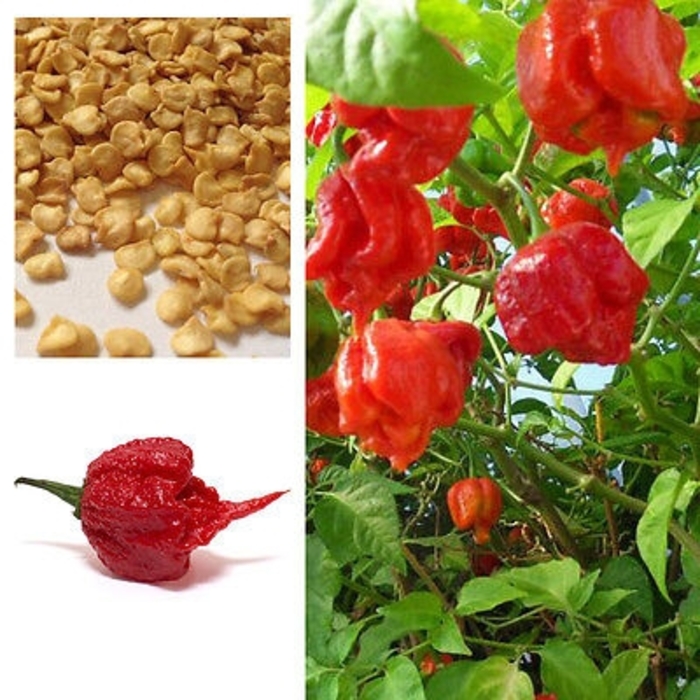 'Carolina Reaper' Pepper - Capsicum annuum from Robinson Florists