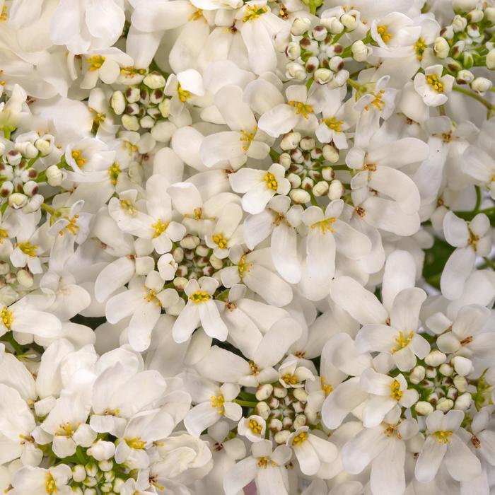 Whistler™ White Candytuft - Iberis sempervirens from Robinson Florists