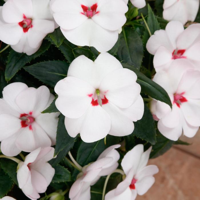 SunPatiens® Vigorous Sweetheart White - Impatiens from Robinson Florists