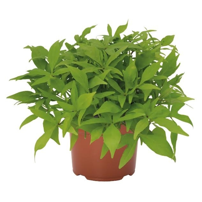 'Floramia Limon Wedge' Sweet Potato Vine - Ipomoea batatas from Robinson Florists