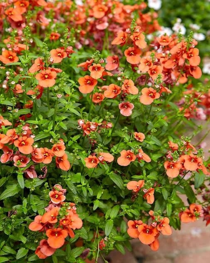 'My Darling Tangerine' - Diascia from Robinson Florists