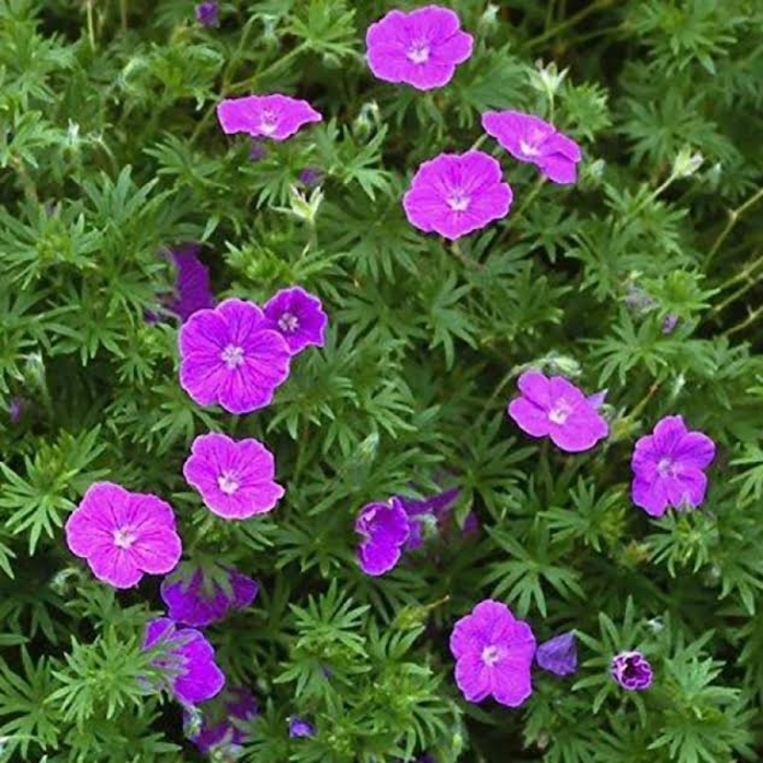 'Vision Voilet' Cranesbill - Geranium sanguineum from Robinson Florists