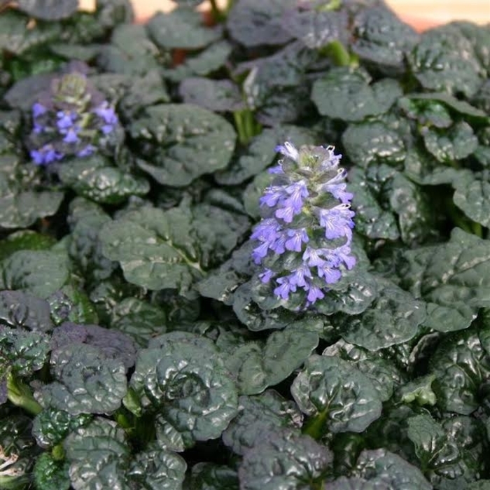 'Metallica Crispa' Bugleweed - Ajuga pyramidalis from Robinson Florists