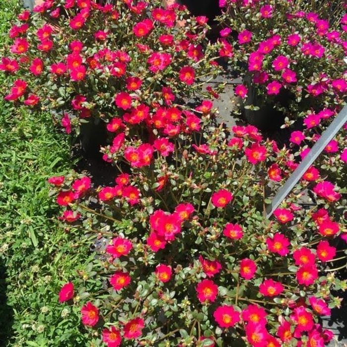 Mega Pazzaz™ 'Dark Pink' - Portulaca oleracea from Robinson Florists