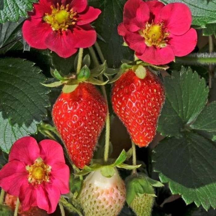 'Toscana' Strawberry - Fragaria x ananassa from Robinson Florists