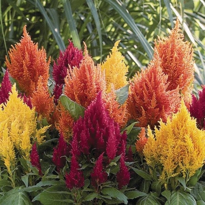 Celosia argentea plumosa | 'Fresh Look Series' Cockscomb | Robinson ...