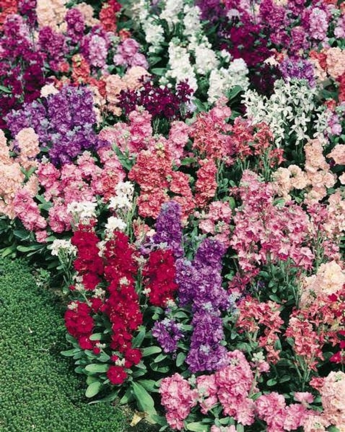 'Vintage Mix' Stock - Matthiola incana from Robinson Florists