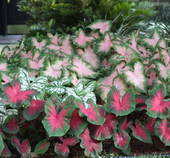 Fancy-leaf Caladium - Caladium from Robinson Florists