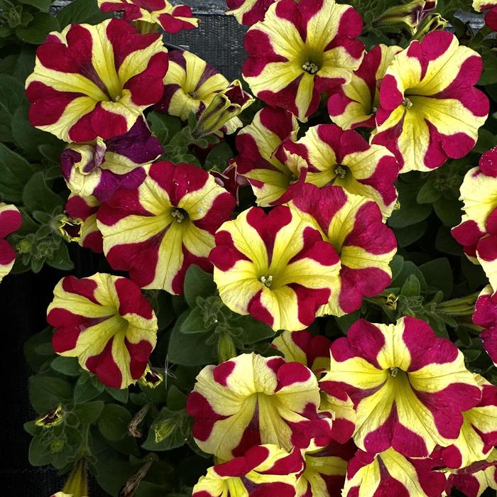 Amore&trade; 'Queen of Hearts' - Petunia from Robinson Florists