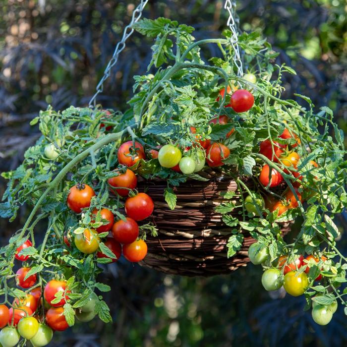 'Cherry Blast' Cherry Tomato - Lycopersicon esculentum from Robinson Florists