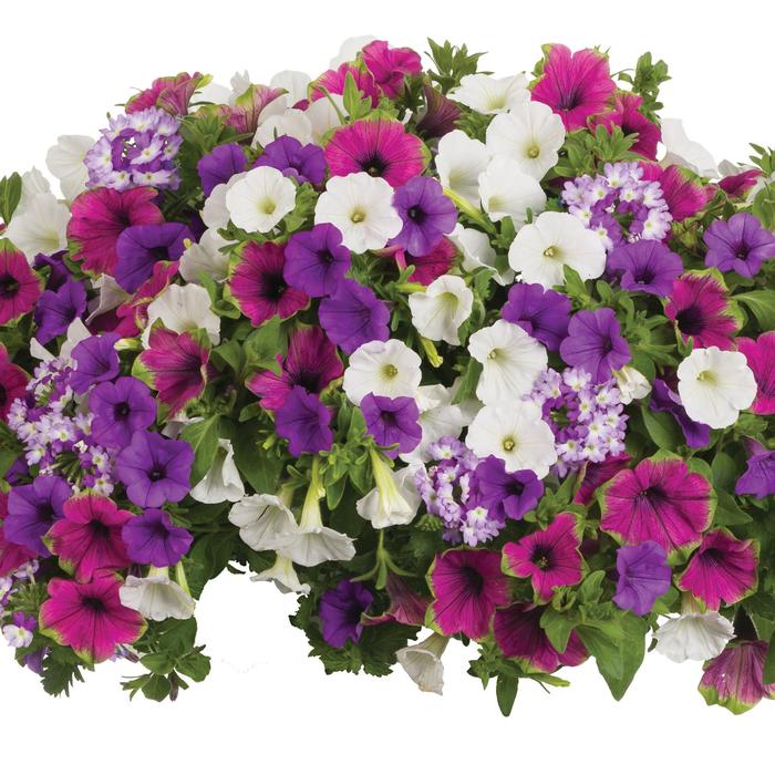 'Glitterati' - Combination Planter from Robinson Florists