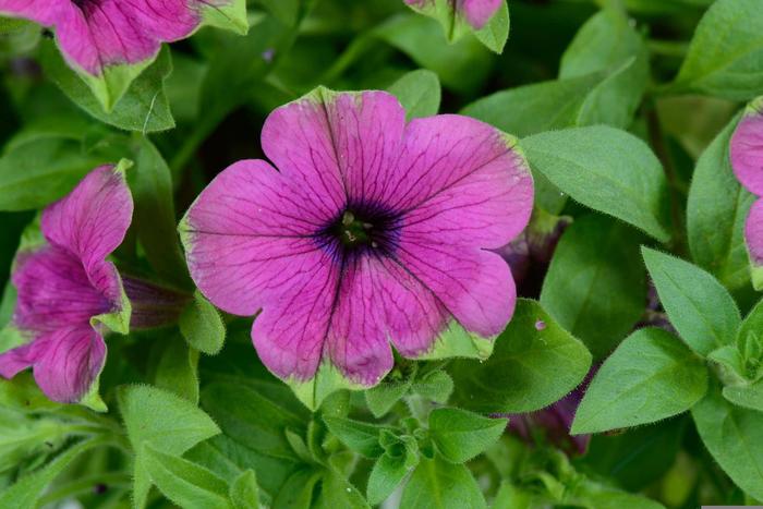Cascadias&trade; 'Pitaya' - Petunia from Robinson Florists