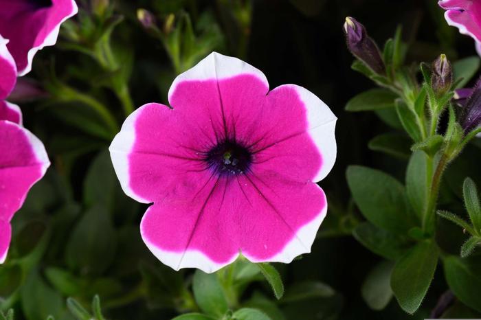 Cascadias&trade; 'Rim Cherry' - Petunia from Robinson Florists
