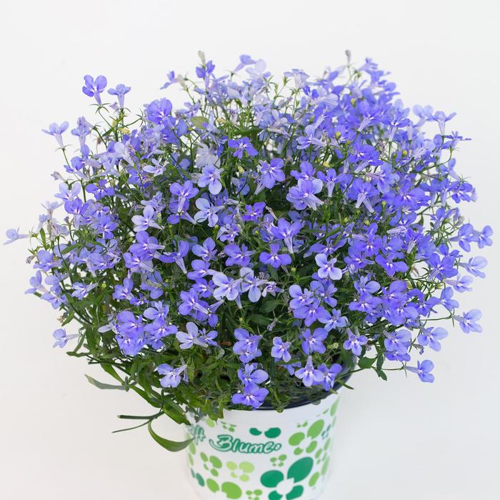 'HotPot Sky Blue' - Lobelia x from Robinson Florists
