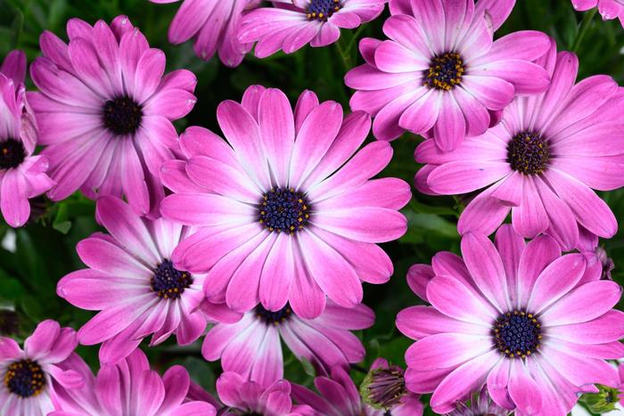 Besties™ 'Optimistic Pink' - Osteospermum from Robinson Florists