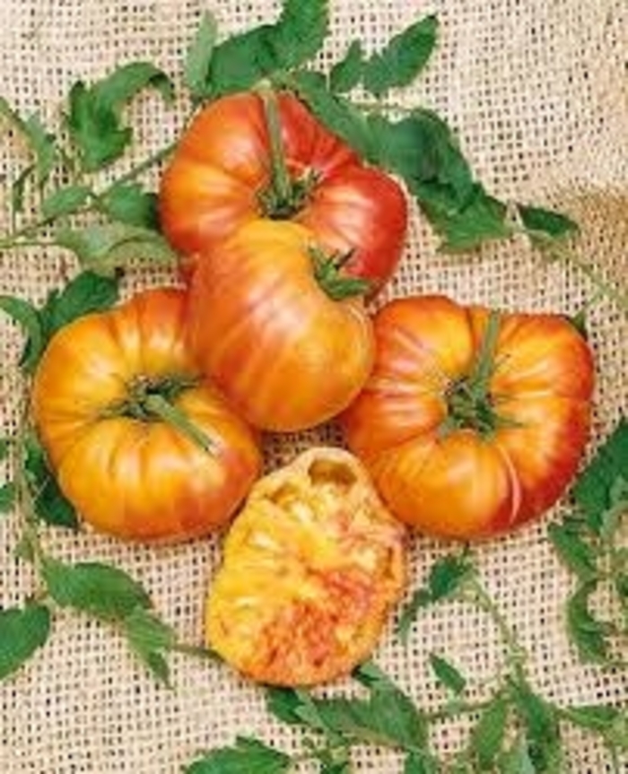 'Striped German' Tomato, Heirloom - Lycopersicon esculentum from Robinson Florists