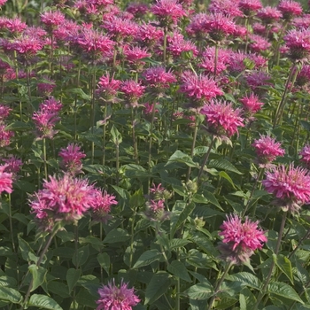 Monarda - 'Marshall's Delight' Bee Balm