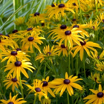 Rudbeckia fulgida - 'Goldsturm' Black Eyed Susan