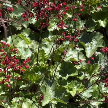 Heuchera - 'Ruby Bells' Coral Bells